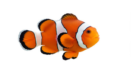 Clownfish profile view