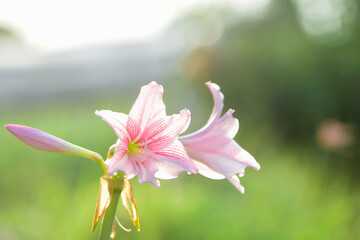 pink magnolia flower