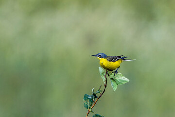 Wiesenschafstelze  (Motacilla flava flava) in Brandenburg	