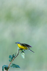Wiesenschafstelze  (Motacilla flava flava) in Brandenburg	