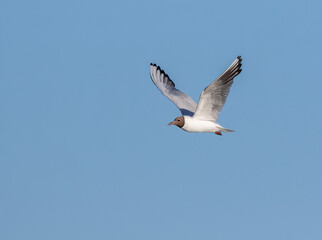 Black-headed gull, Chroicocephalus ridibundus. A bird flies over the river, against the blue sky
