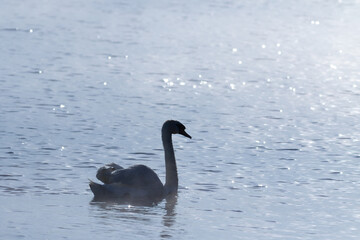 Mute swan. An early morning bird floats down the river, the water sparkling in the sunlight
