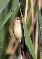 Bearded reedling, Panurus biarmicus. The young female sits on a reed stalk and calls, singing