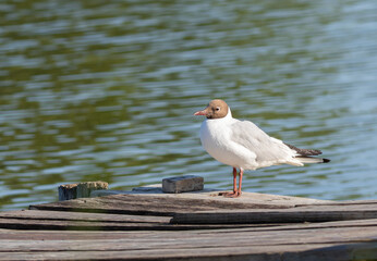 Black-headed gull, Chroicocephalus ridibundus. A bird sits on a wooden bridge on the bank of a river