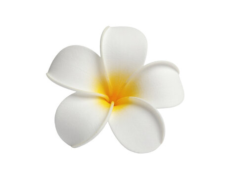 Elegant white frangipane flower with soft petals isolated on white background