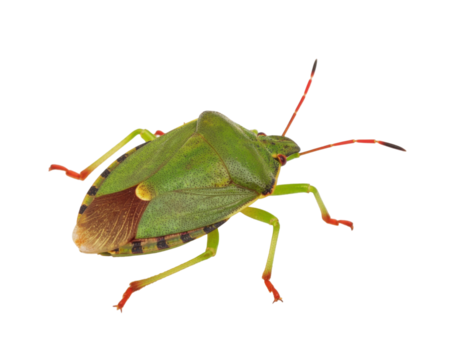 Close-up of stink bug insect with shield-shaped body isolated on white background
