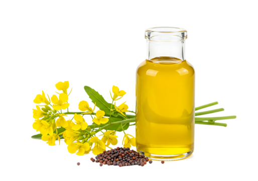 Fresh yellow canola flowers and seed pods accompanying a bottle of canola oil Isolated on transparent background