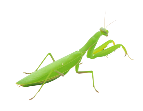 Green praying mantis insect with folded forelegs and triangular head isolated on white background