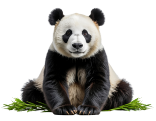 Cute giant panda sitting with black and white fur isolated on white background