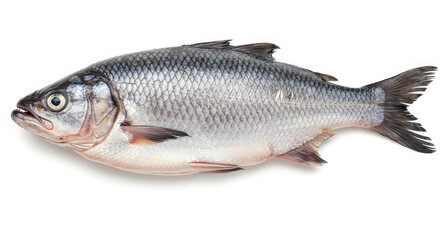 Obraz premium Single fish against white background