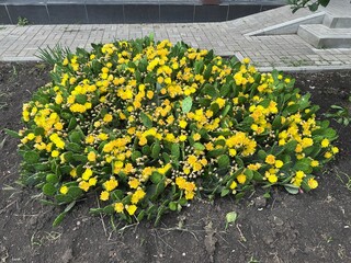 yellow flower bed