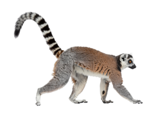 Ring-tailed lemur with striped tail and bright eyes isolated on white background
