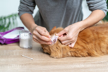 Health care of animal concept, Cleaning cat ears Infection prevention, Women use a cotton swab to clean the earwax of cat ears, Ginger cat sitting on the table, Should be cleaned regularly