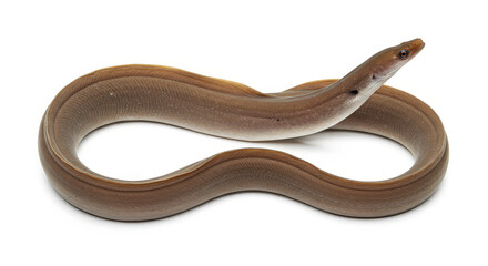 Obraz premium Eel isolated on white background