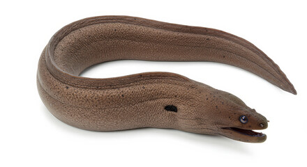 Naklejka premium Eel isolated on white background