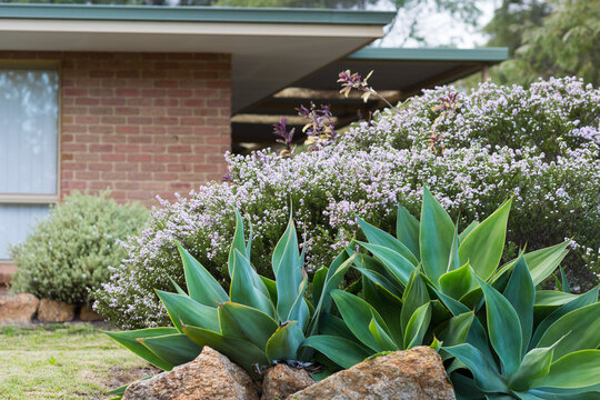 Brick home with agave plants in garden