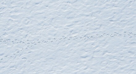 Fototapeta premium Distinct animal tracks winding across a textured expanse of white snow