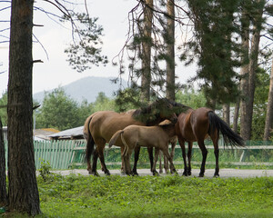Horses graze on a green meadow among pine trees