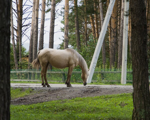 A horse grazes on a lush green meadow in the rays of the evening sun.