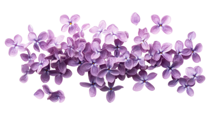 Delicate lilac petals scattered artfully across a bright surface creating an enchanting floral display evoking springtime beauty and tranquility on transparent background