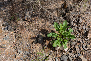 A green plant grows among rocks and dry soil in the arid environment of Charyn Canyon, Kazakhstan