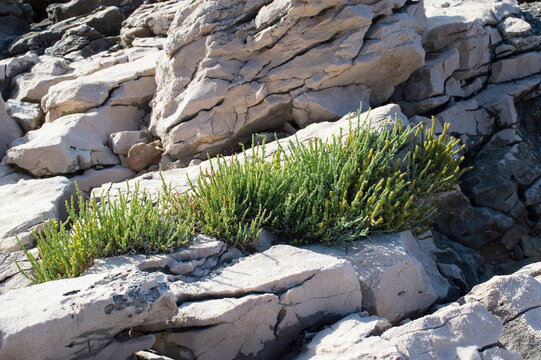 Common glasswort plant, Salicornia europaea, edible coastal plant with green aromatic leaves, growing on the rock by the Adriatic sea, Croatia