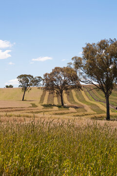 Windrowed canola paddock with blue sky and phalaris grass in foreground
