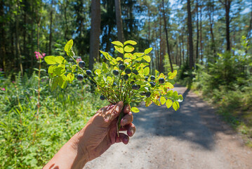 female hand holding bunch of wild blueberries, picked in the forest