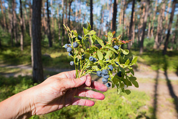 womens hand holding bunch of wild blueberries, picked in the forest