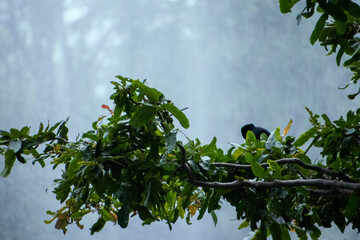 A dark-colored cormorant bird, perches on a lush green tree branch against a soft, blurred sky. The...