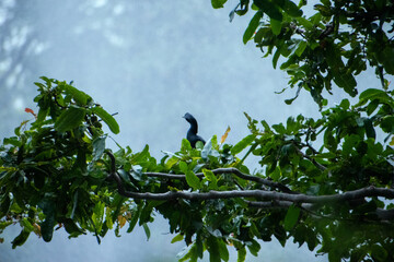 A dark-colored cormorant bird, perches on a lush green tree branch against a soft, blurred sky. The...