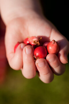 Hand of a child holding crab apples from the tree malus spectabilis