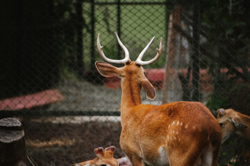 A reddish-brown deer with antlers stands in a fenced enclosure at Bannerghatta National Park in...