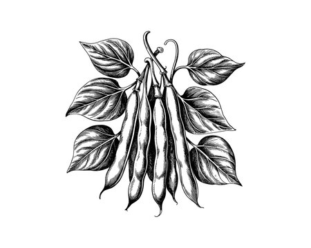 Green beans with leaves on a branch vector illustration