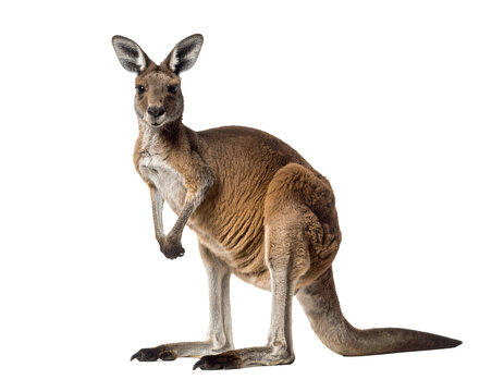 A realistic kangaroo standing upright, paws close to chest, isolated PNG