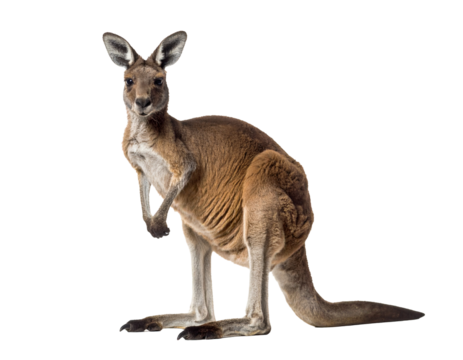 A realistic kangaroo standing upright, paws close to chest, isolated PNG