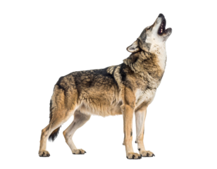 A full-body gray wolf standing and howling, mouth open, head tilted upward. Isolated PNG