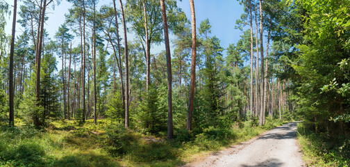 path through green pine forest with undergrowth blueberry bushes