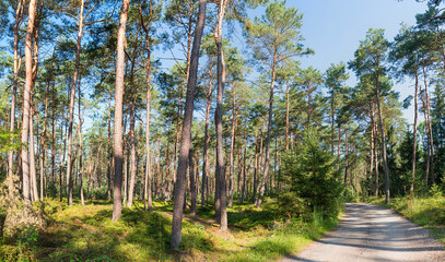 path through green pine forest with undergrowth blueberry bushes