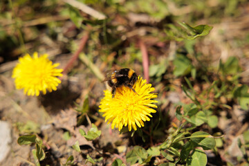 vista macro di un bombo su un fiore giallo, di giorno, su sfondo naturale sfuocato, naturale e di...