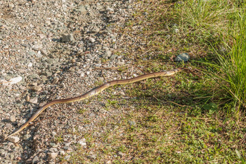 Lunga biscia che striscia su un terreno naturale di ghiaia, di giorno, in primavera, in Italia