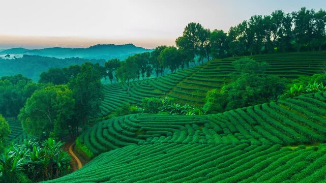 Time lapse of 101 tea plantation in bright day on sunrise background, tourist attraction at Doi Mae Salong Mae Fah Luang Chiang Rai province in thailand.