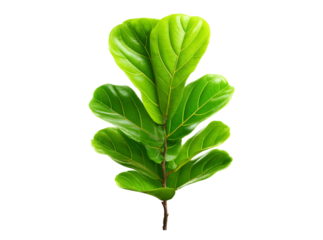 Vibrant green fiddle leaf fig branch isolated on black, Isolated On Transparent Background, Png Cut Out