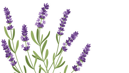 Obraz premium Lavender Sprigs: Elegant Floral Illustration on White Background