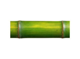 Vibrant green bamboo stem close up isolated on black, Isolated On Transparent Background, Png Cut Out
