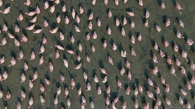 Aerial view of flamingos near buildings, Navi Mumbai, Maharashtra, India.