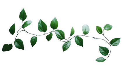 Lush green vine gracefully extending across a bright white background, showcasing the beauty of nature in a minimalist style on transparent background