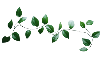 Lush green vine gracefully extending across a bright white background, showcasing the beauty of nature in a minimalist style on transparent background