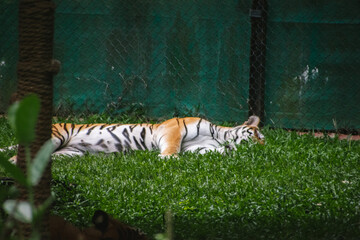 A Bengal tiger (Panthera tigris tigris) rests peacefully in lush green grass at Bannerghatta...