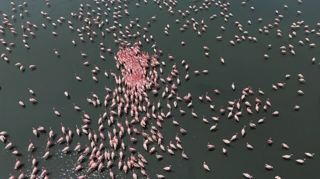 Aerial view of flock of flamingos, Navi Mumbai, Maharashtra, India.